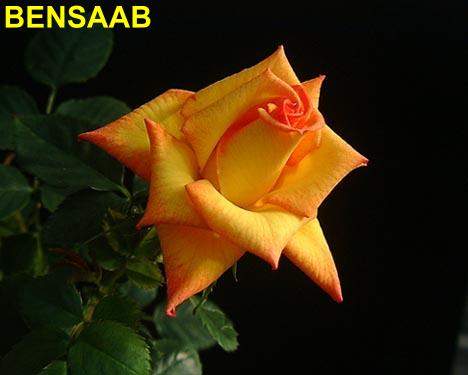 BENSAAB